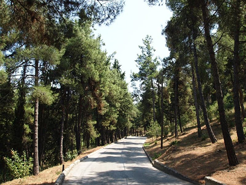 Δρόμος ανάμεσα σε δέντρα στο Άλσος Παπάγου
